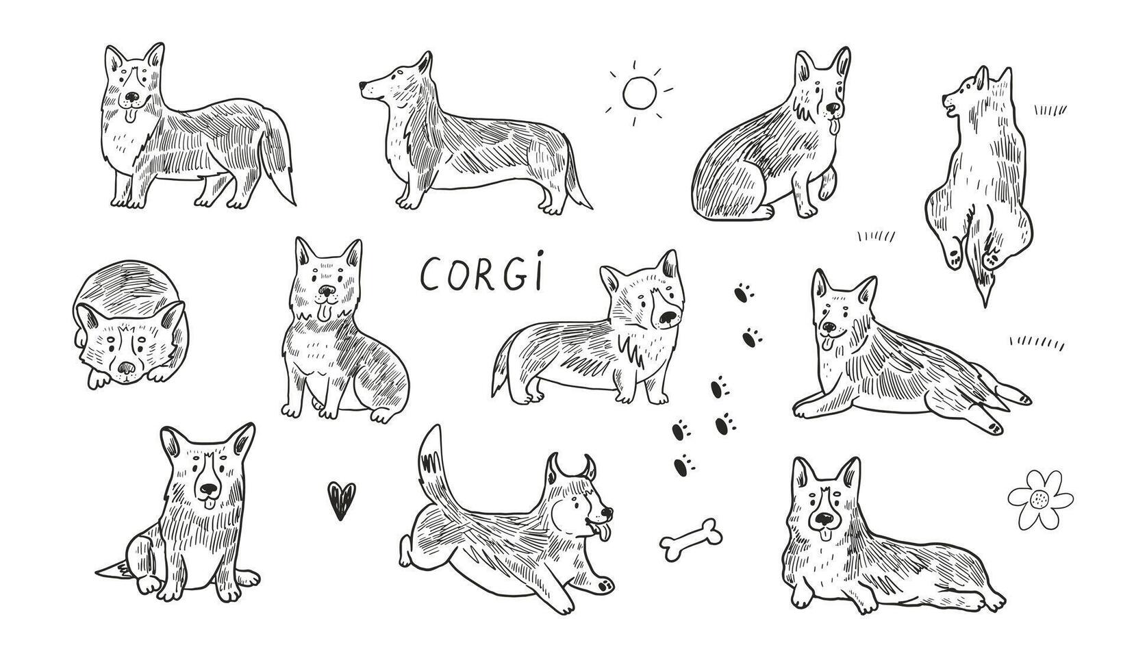 Corgi dog collection illustrations set. vector