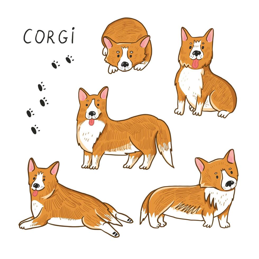 Corgi dog collection illustrations set. vector