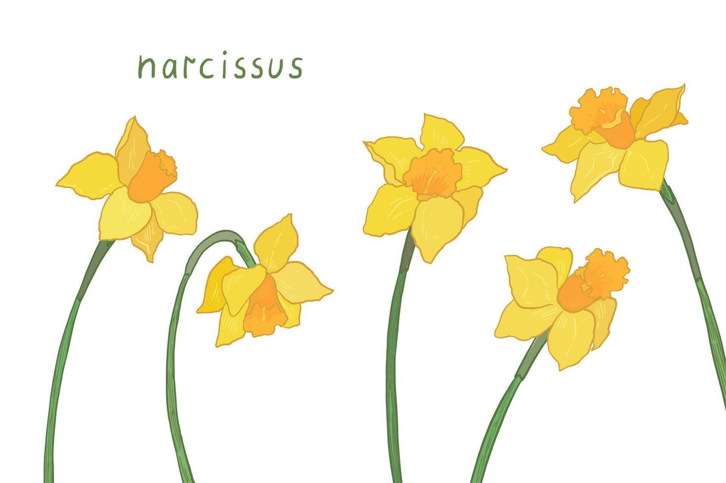 Daffodil flower illustrations set. vector