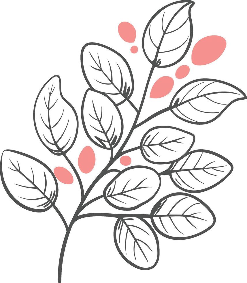 eucalyptus leaves line draw vector