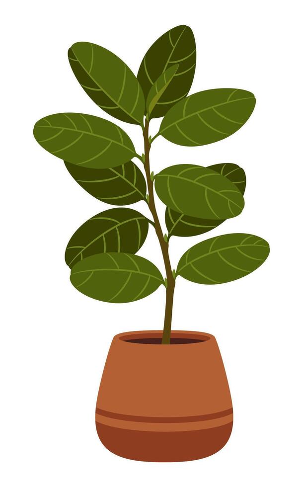 Ficus plant in pots, isolated indoor flower vector