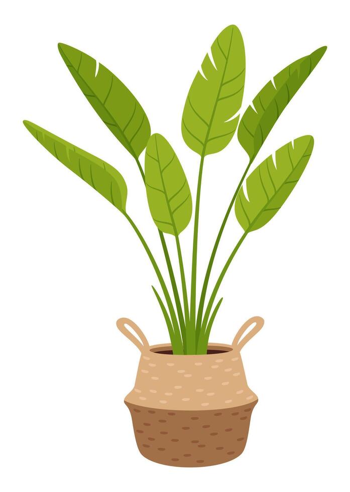 Banana tree plant in pot, tropical foliage vector