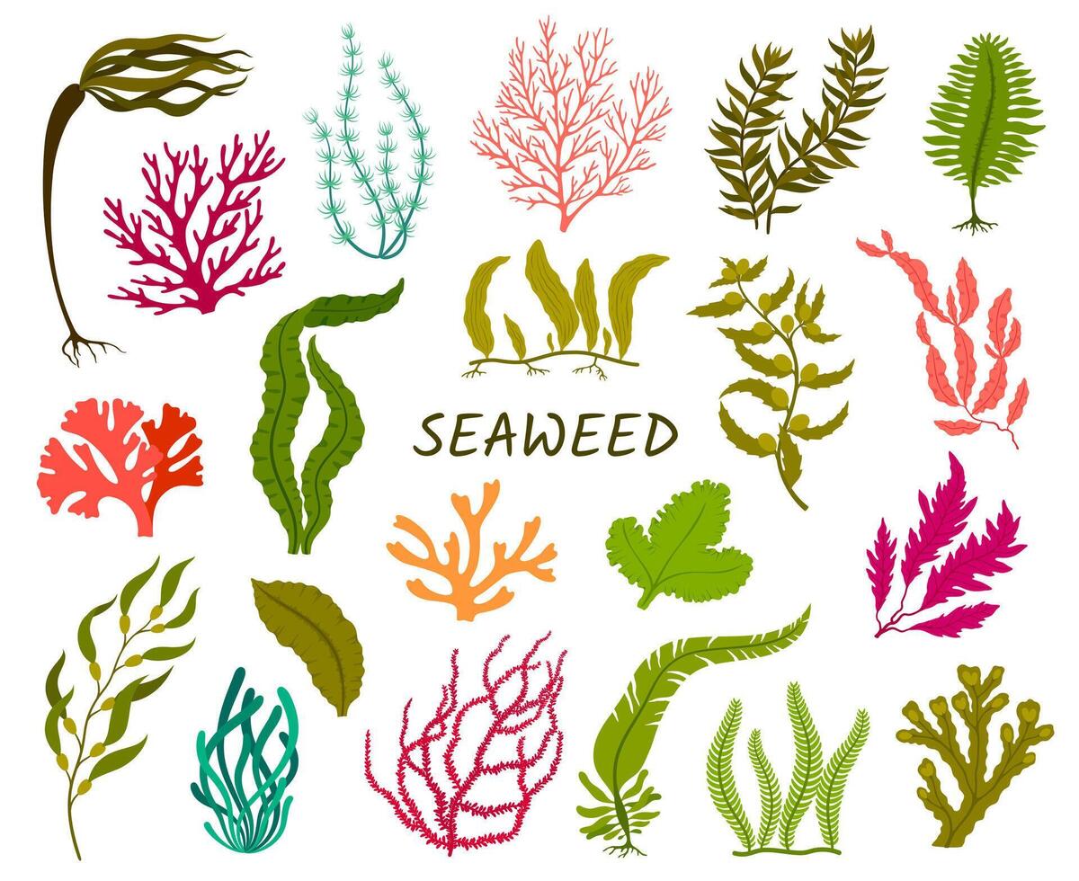 Isolated underwater seaweed plants collection vector