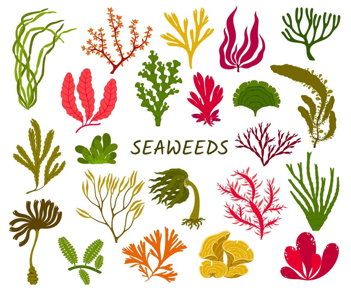 Underwater seaweed plants, sea algae set vector