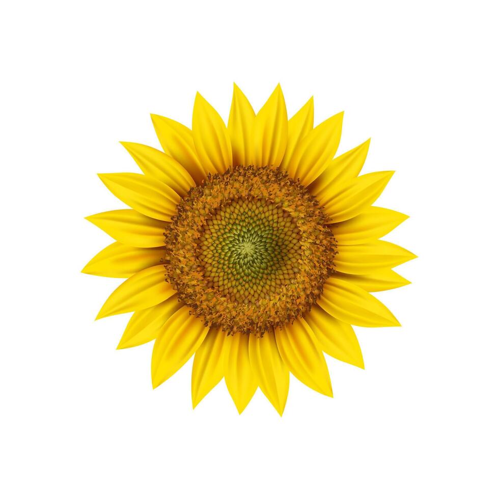 Realistic sunflower head, round flower bud vector