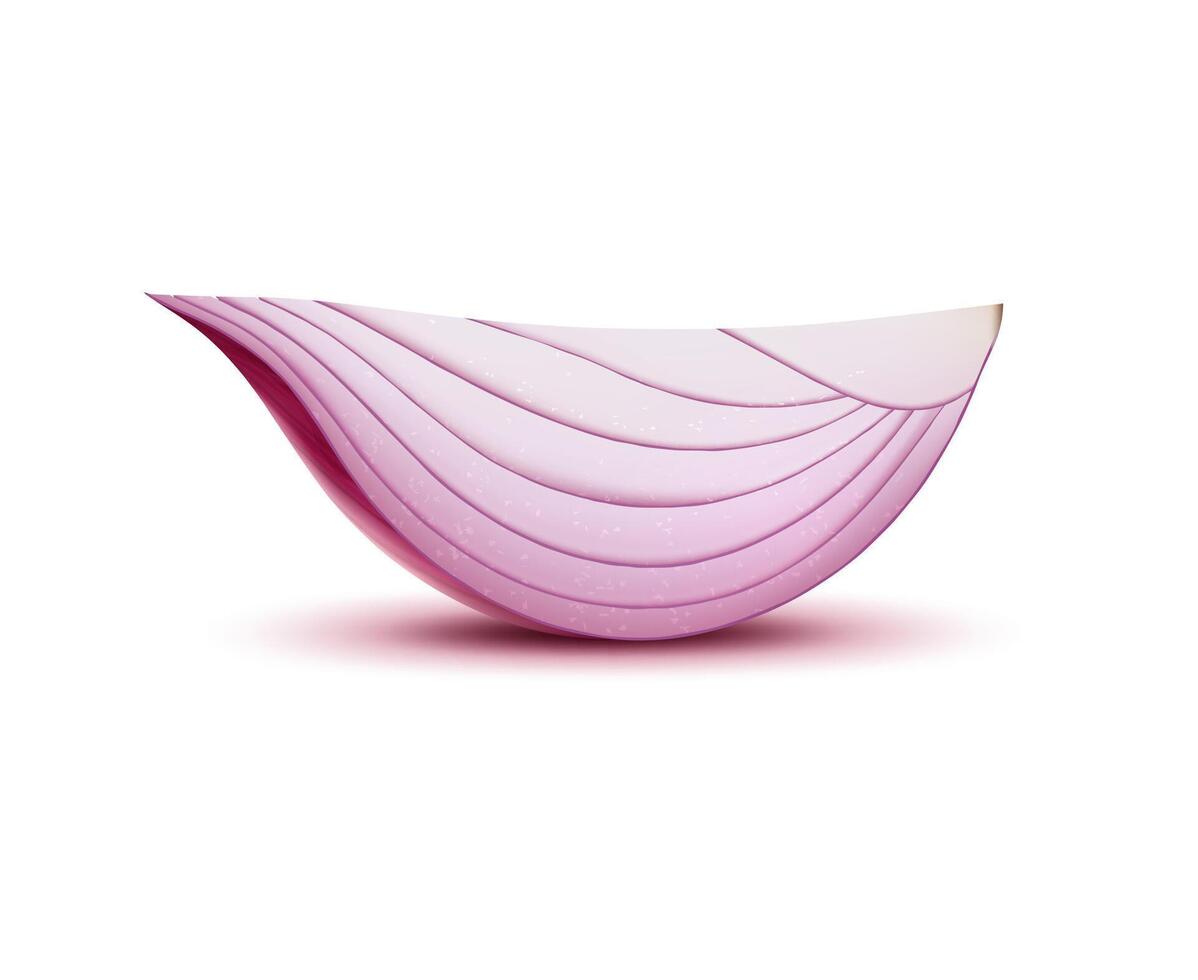 Realistic red raw onion slice, vegetable quarter vector