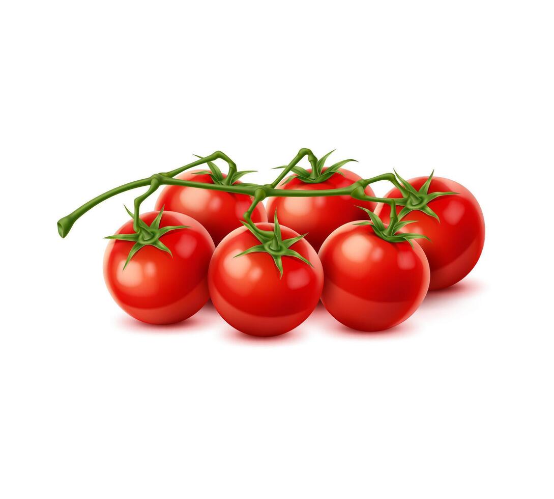 Raw realistic red ripe tomato cherry cluster, 3d vector