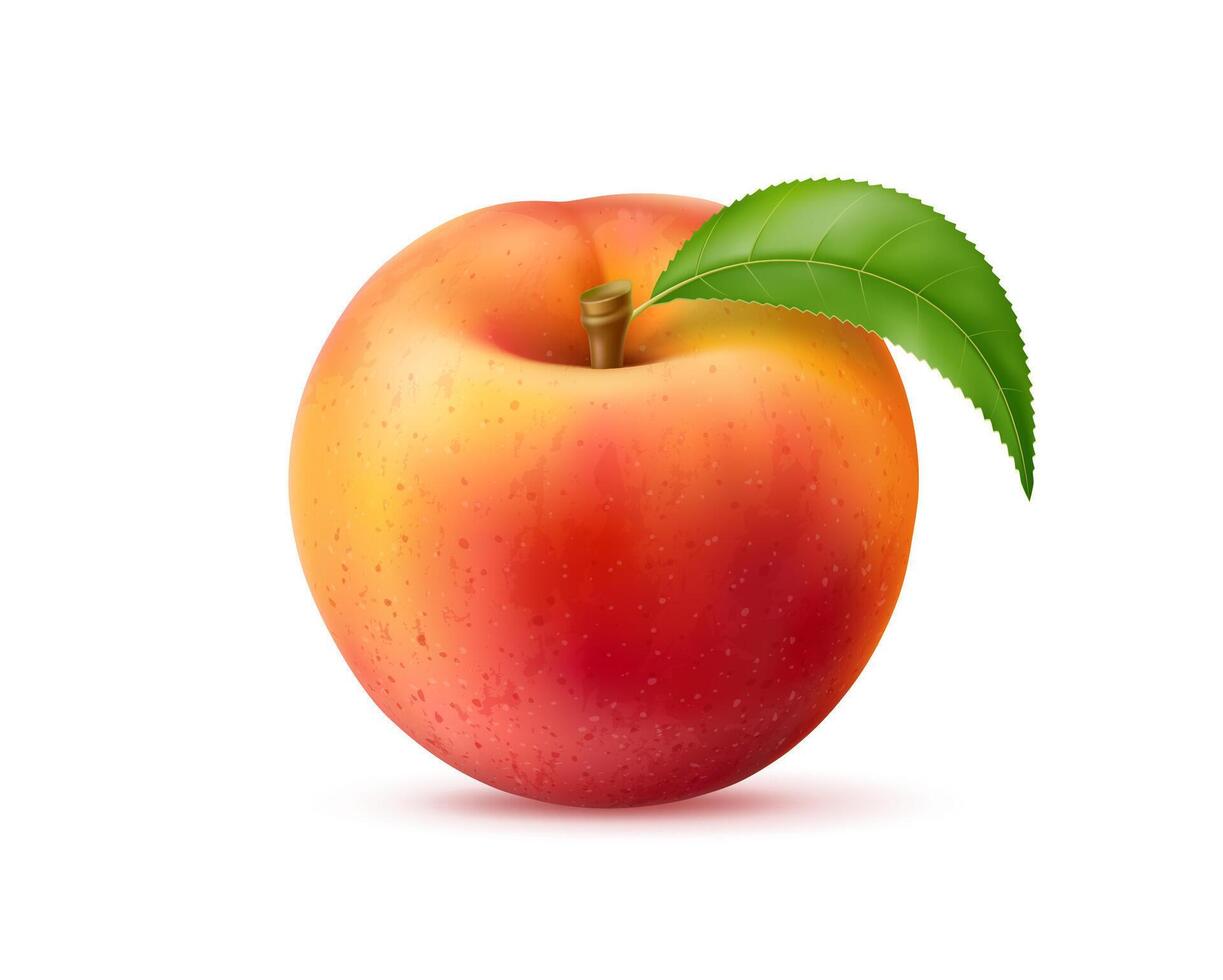 Realistic isolated peach fruit with green leaf vector