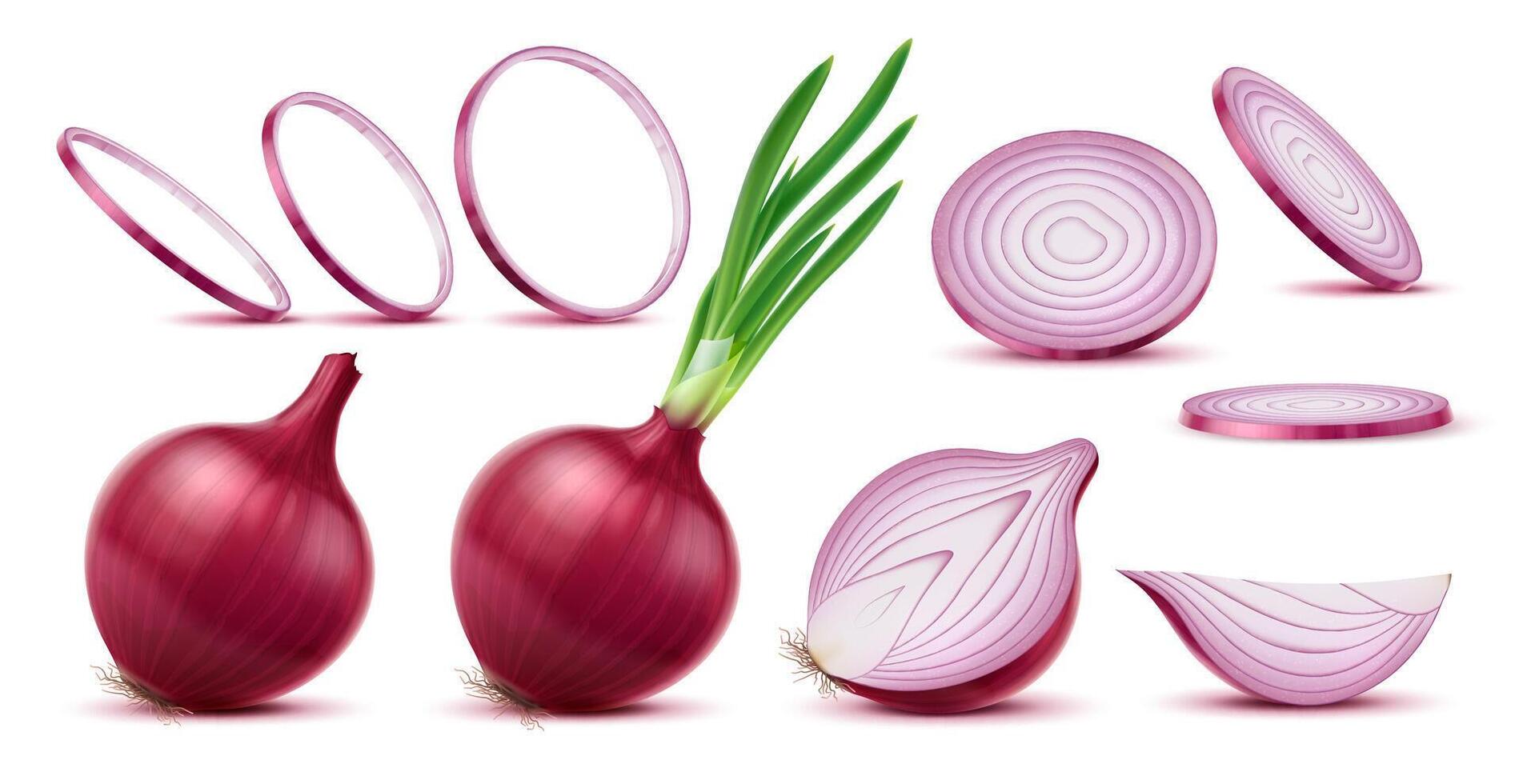 Realistic raw red onion vegetable, slices, rings vector