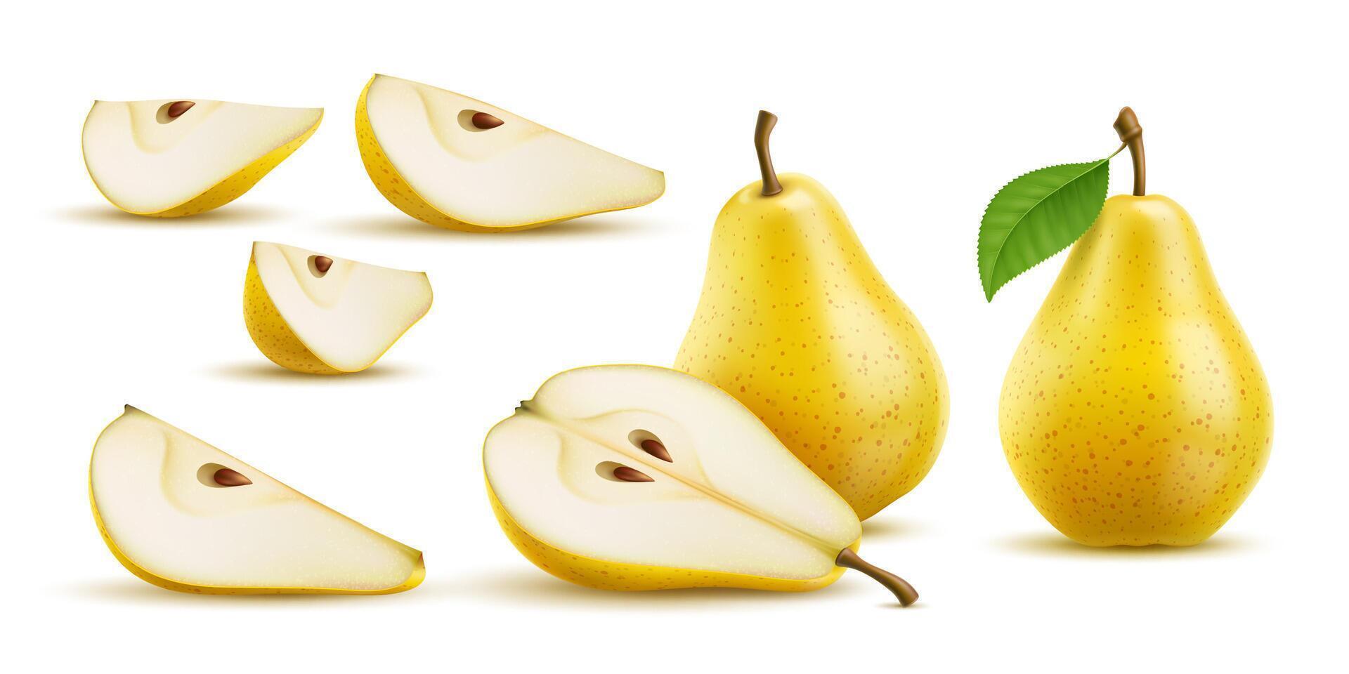 Raw realistic yellow pear ripe fruit, whole, half vector