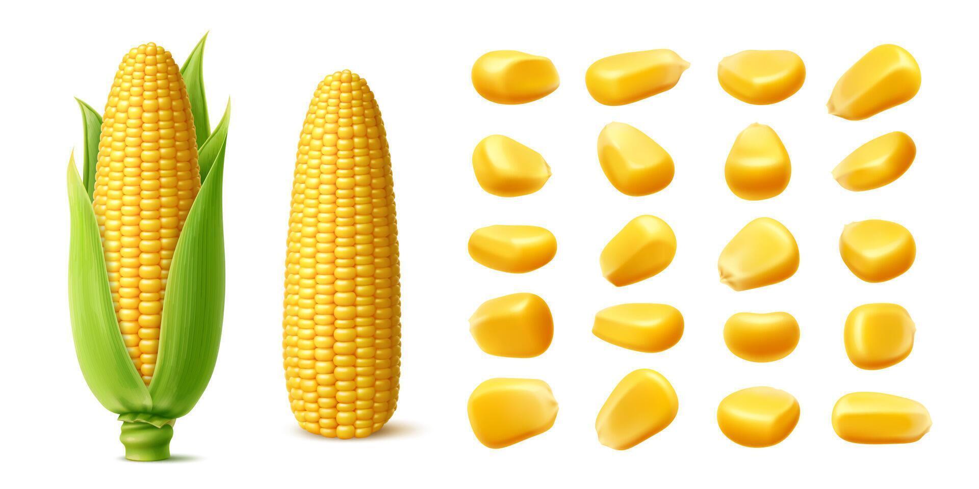 Realistic ripe raw sweet corn cobs, yellow kernels vector