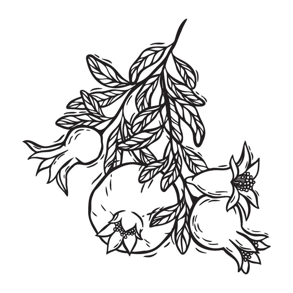 Branch with leaves and juicy pomegranate fruits. botanical black and white illustration, hand drawn in graphic style. Drawing for food and cosmetics packaging design, menu, fabric, paper vector