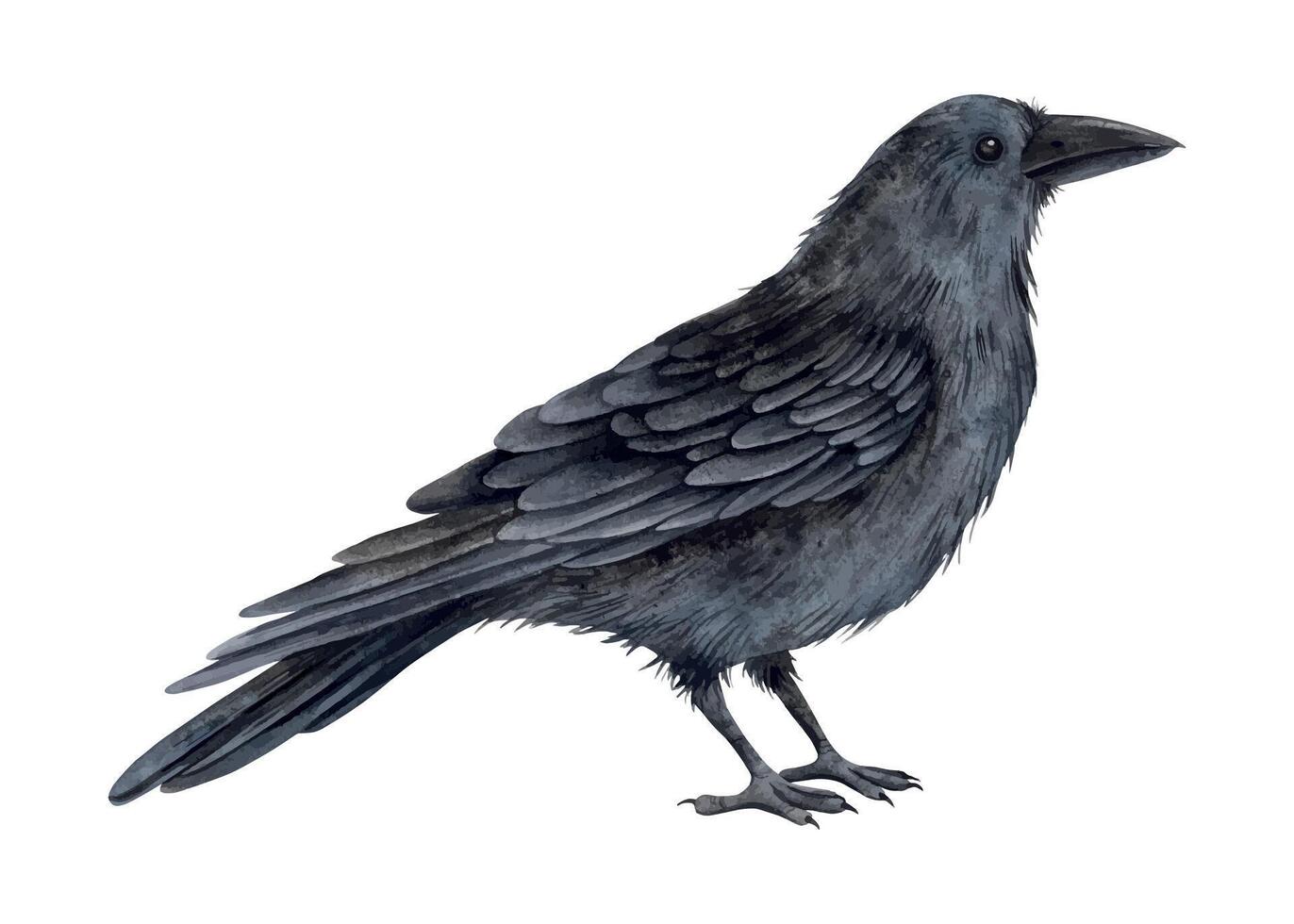 Black realistic raven. Watercolor illustration handed manually on an isolated background in an animalist style. For design and jewelry for Halloween, alchemy, mysticism, witchcraft, esotericism. vector