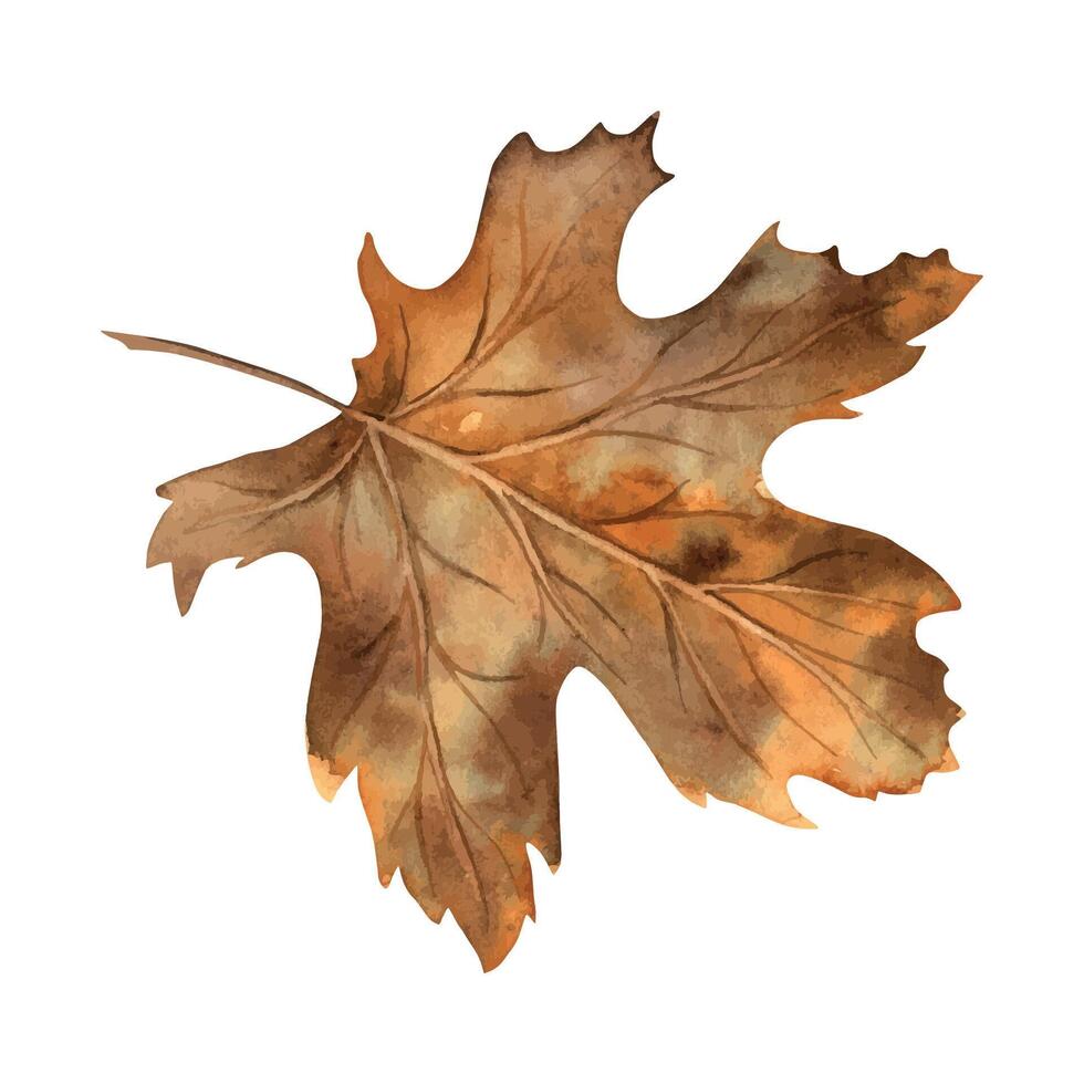 Maple leaf in yellow and orange shades. Watercolor botanical illustration drawn by hand in the autumn style. Suitable for the design of autumn holidays, congratulatory cards, invitations, posters. vector
