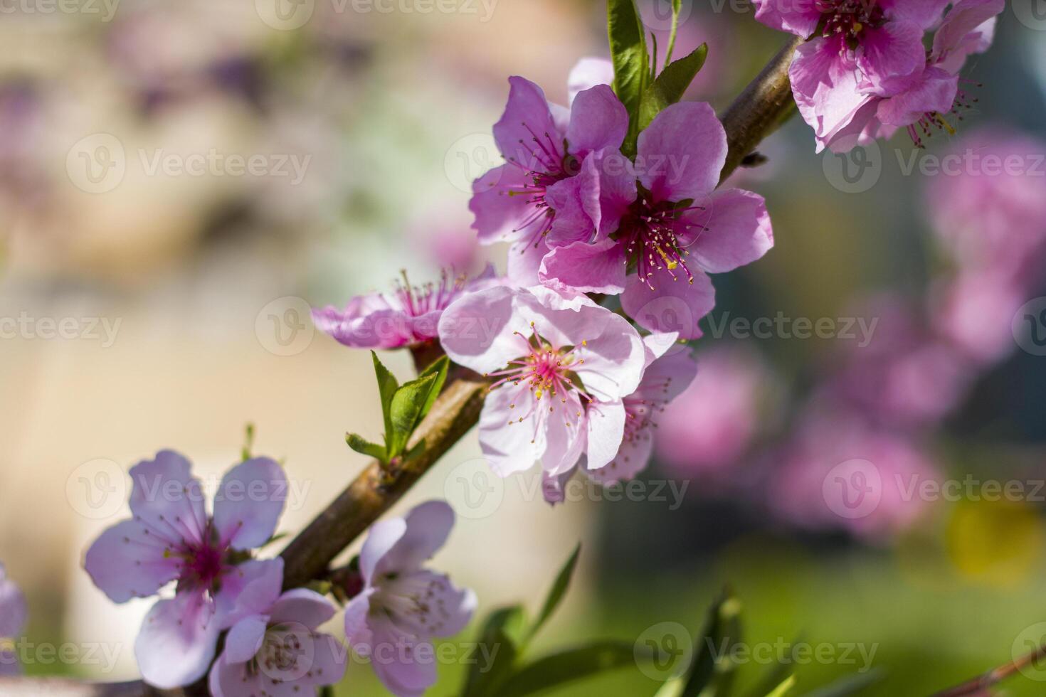 nectarine peach blossom on sunny day tree photo