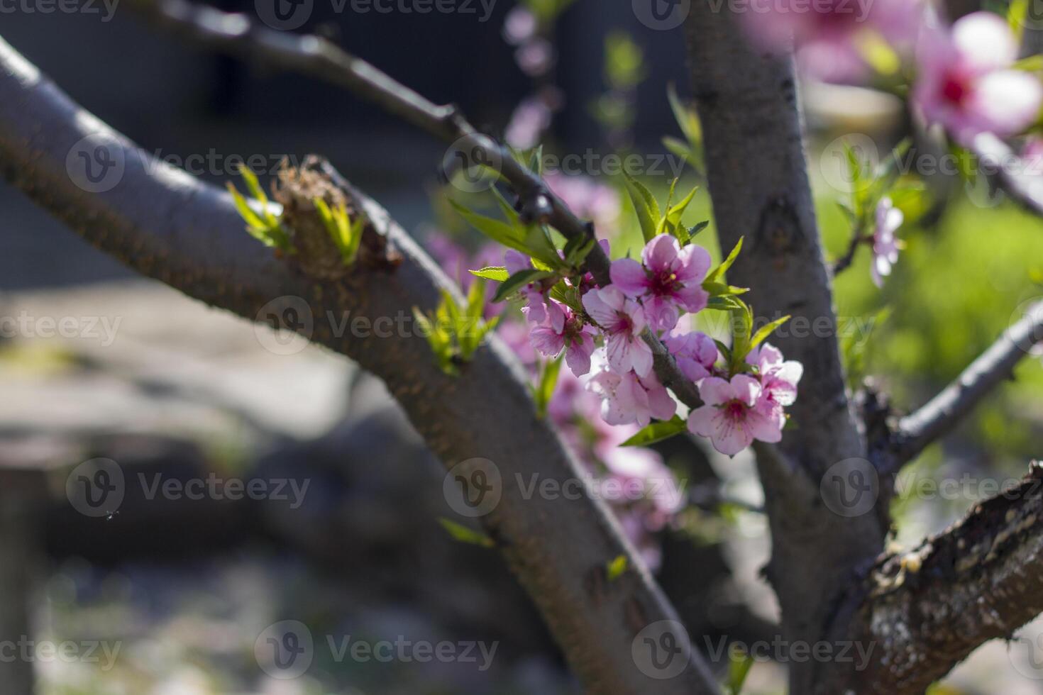 nectarine peach blossom on tree photo