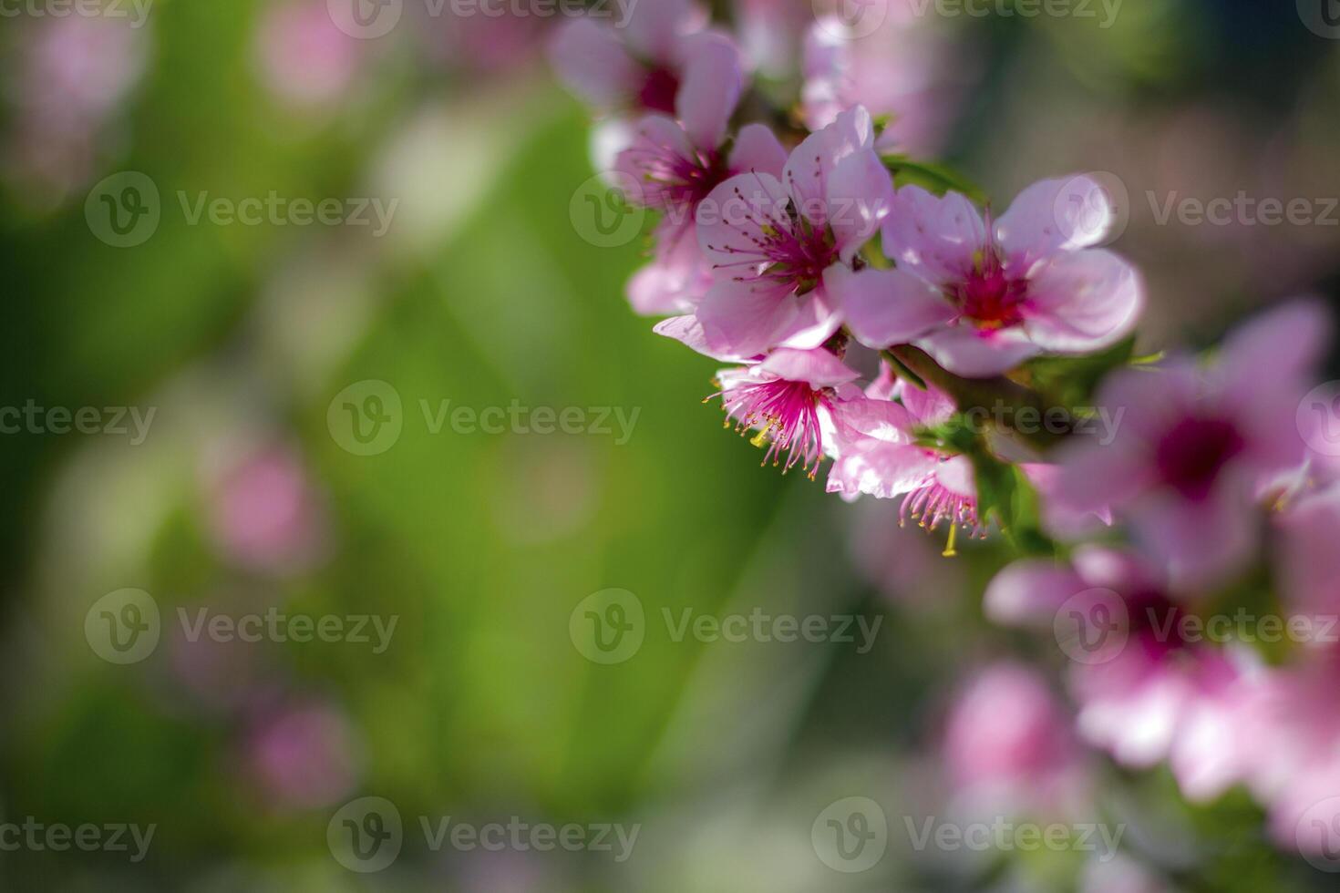 spring nectarine peach blossom on sunny day tree photo