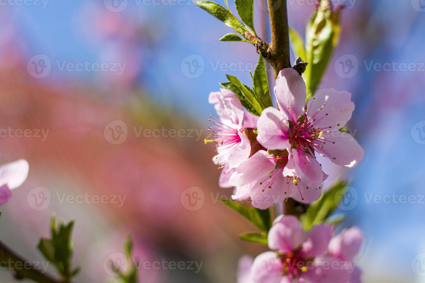 peach nectarine blossom flowers spring branch photo