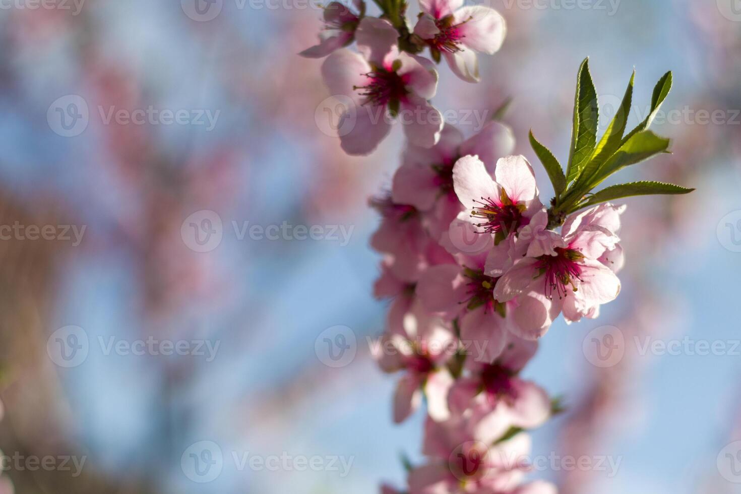 spring blossom branch of peach nectarine photo