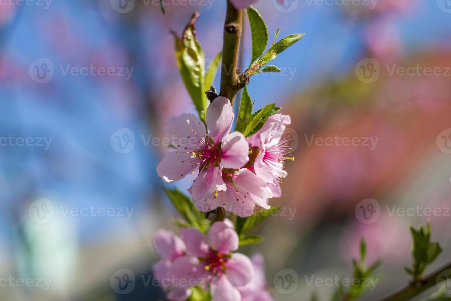nectarine peach spring blossom branch photo