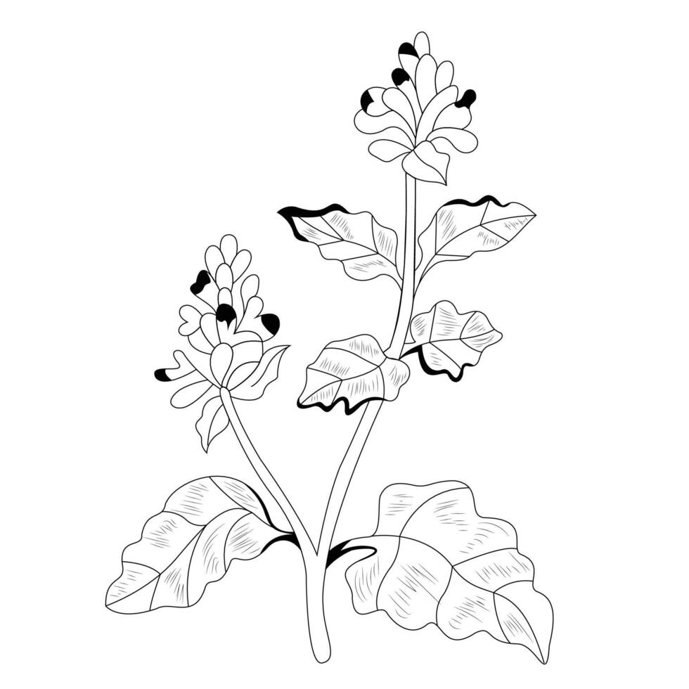 Catnip Herb Outline vector