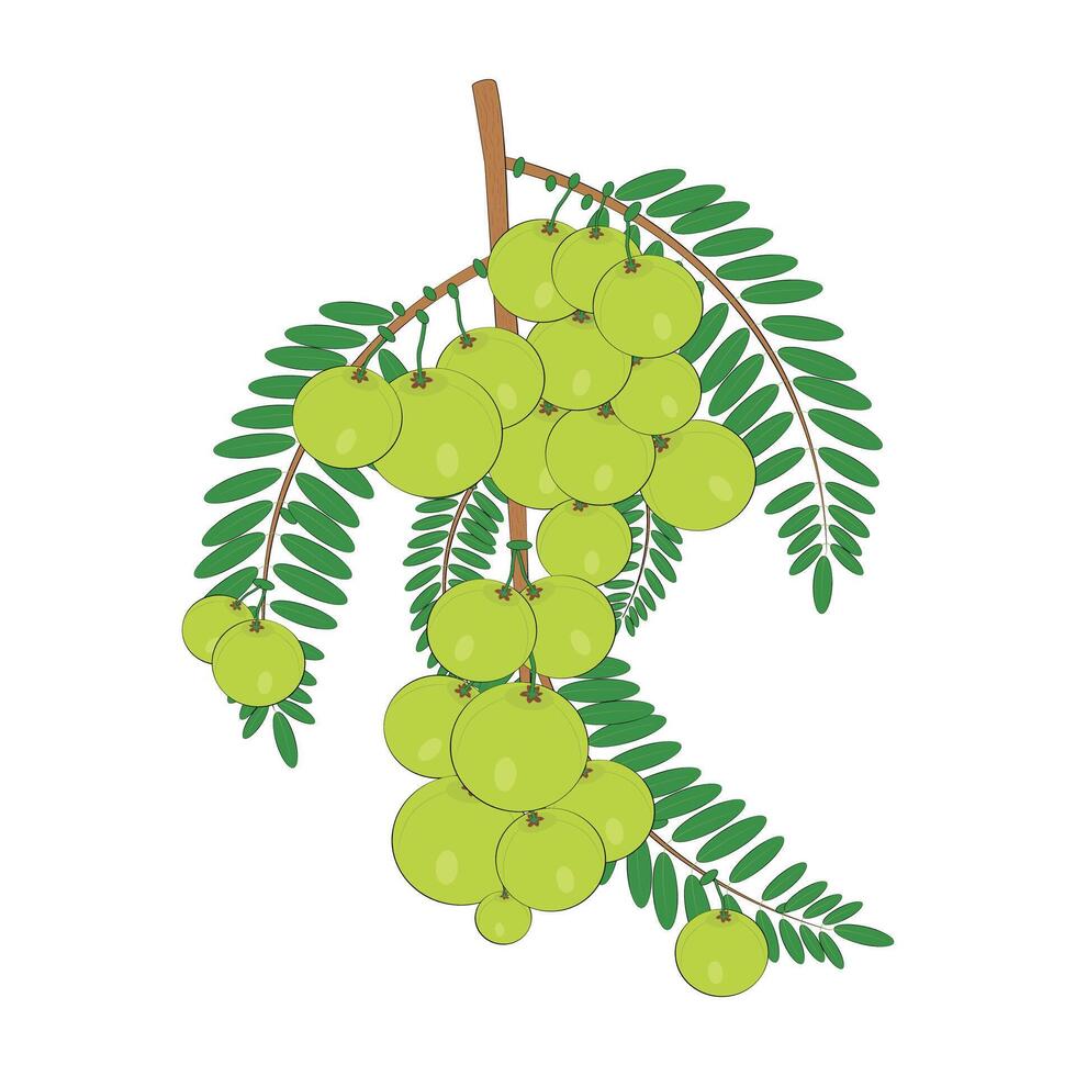 Indian Gooseberry Amla vector
