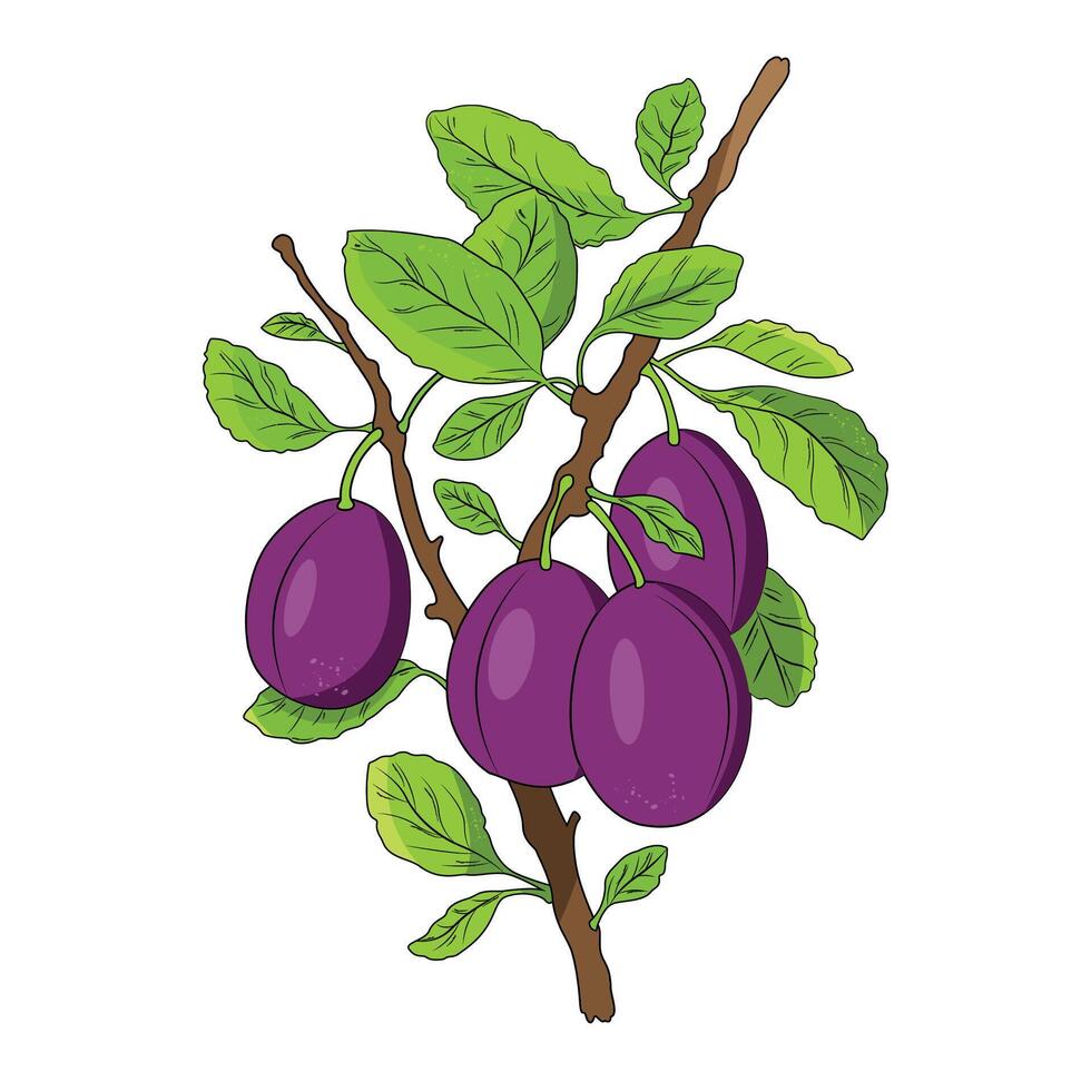 Plum tree fruit vector