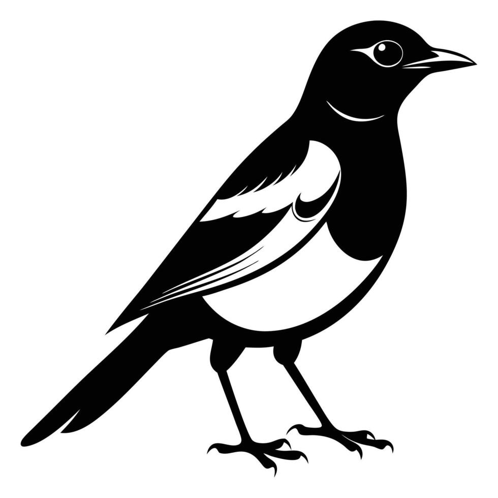 Magpie bird black and white Silhouette Art. Oriental magpie robin bird design on white background. Easy editable layered illustration. Wild Animals. vector