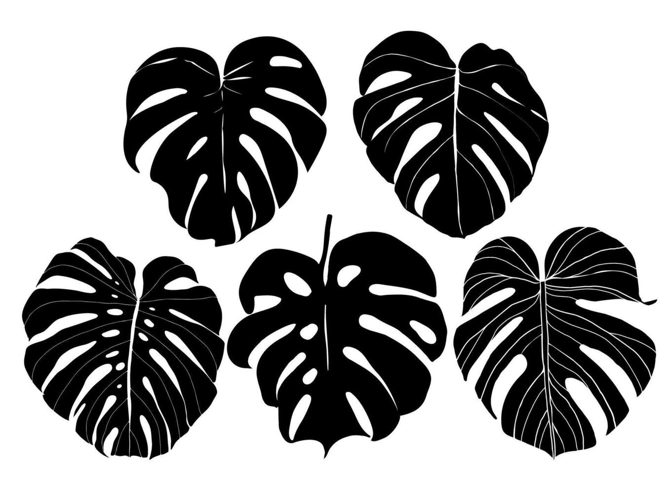 Monstera silhouette leaves vector