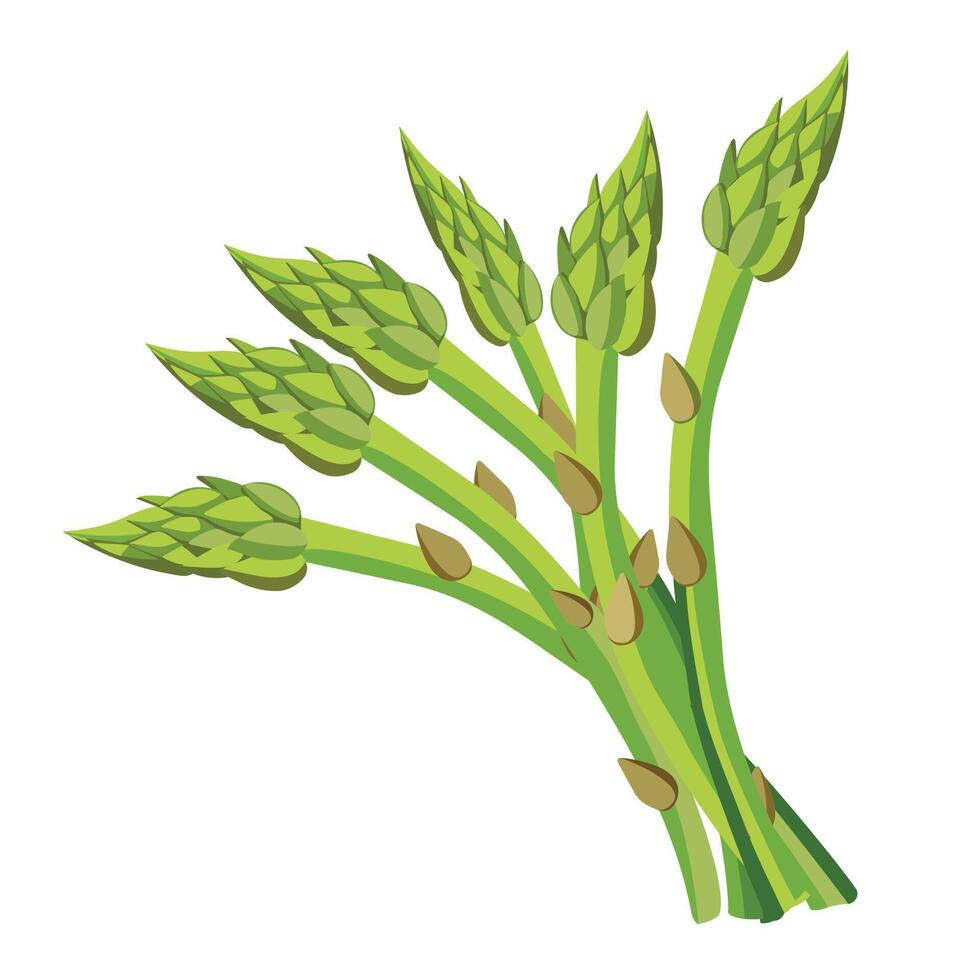 Asparagus illustration. Asparagus bunch isolated cartoon flat style on white. Asparagus isolated cartoon style. vector