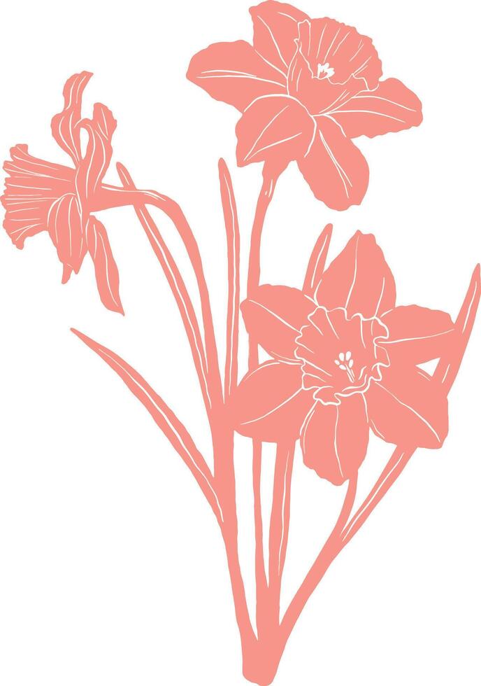 daffodils in pink on a white background vector