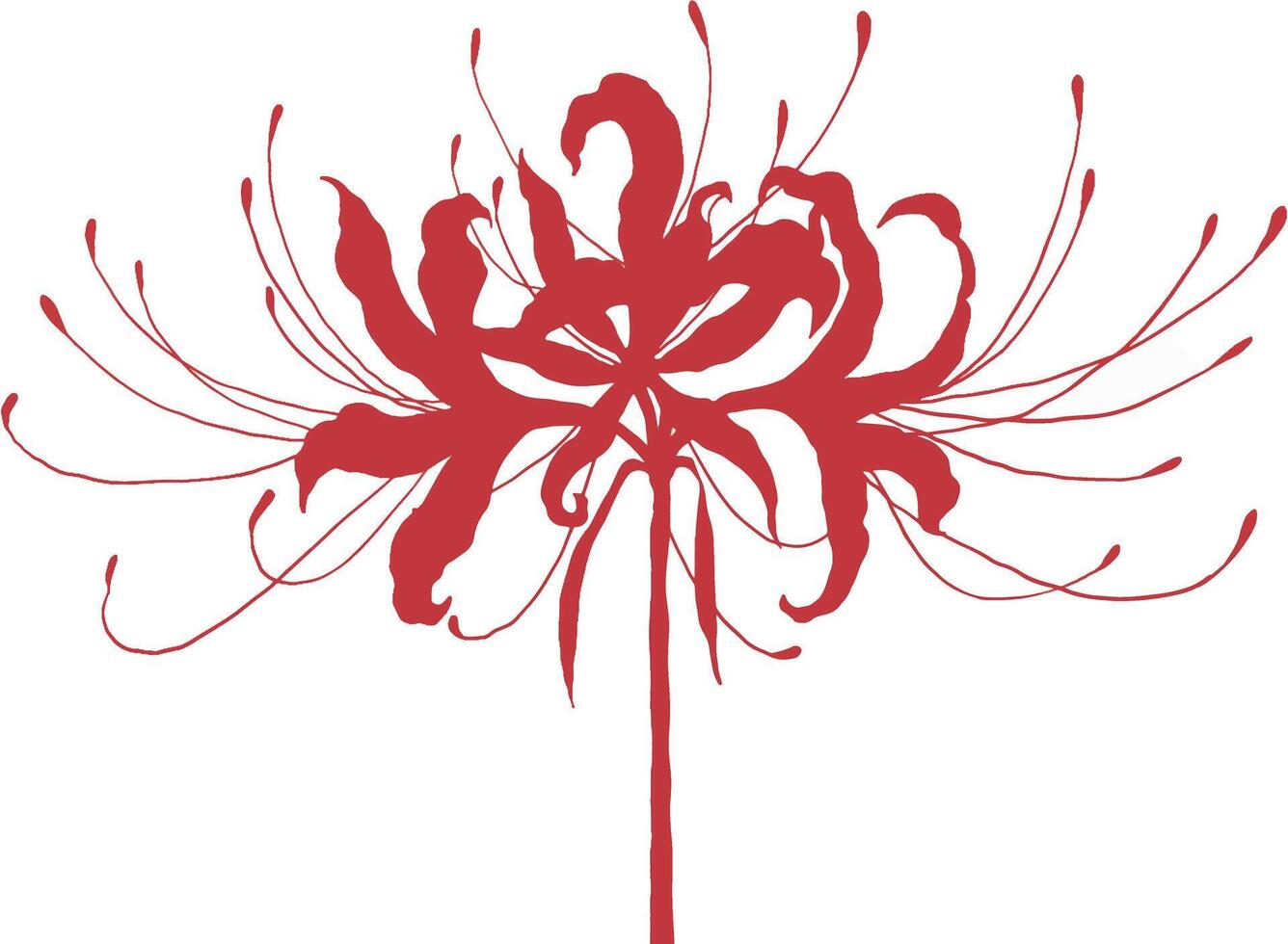 a red spiderlily flower with long stems on a white background vector