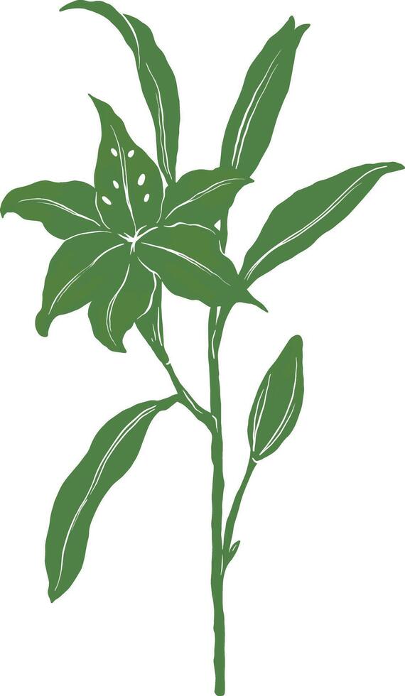 a green lily plant with leaves and flowers on a white background vector