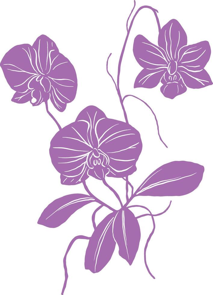 orchid flowers on a white background vector