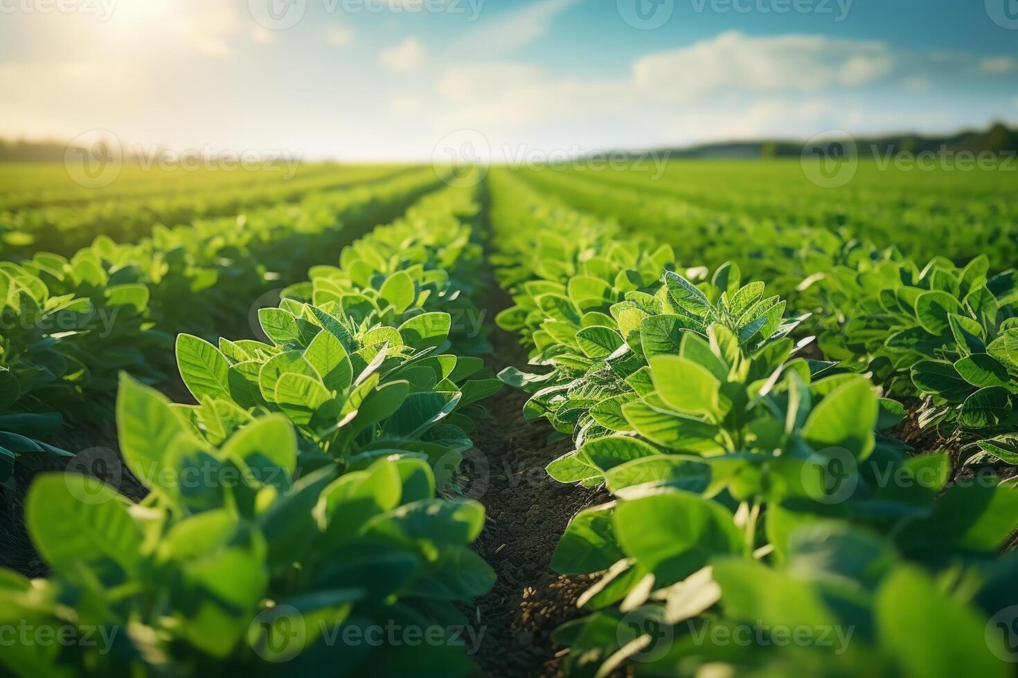 Rows of green soybean at idyllic sunset. Perfect agriculture fields as industry standard in harvest season. High quality photo