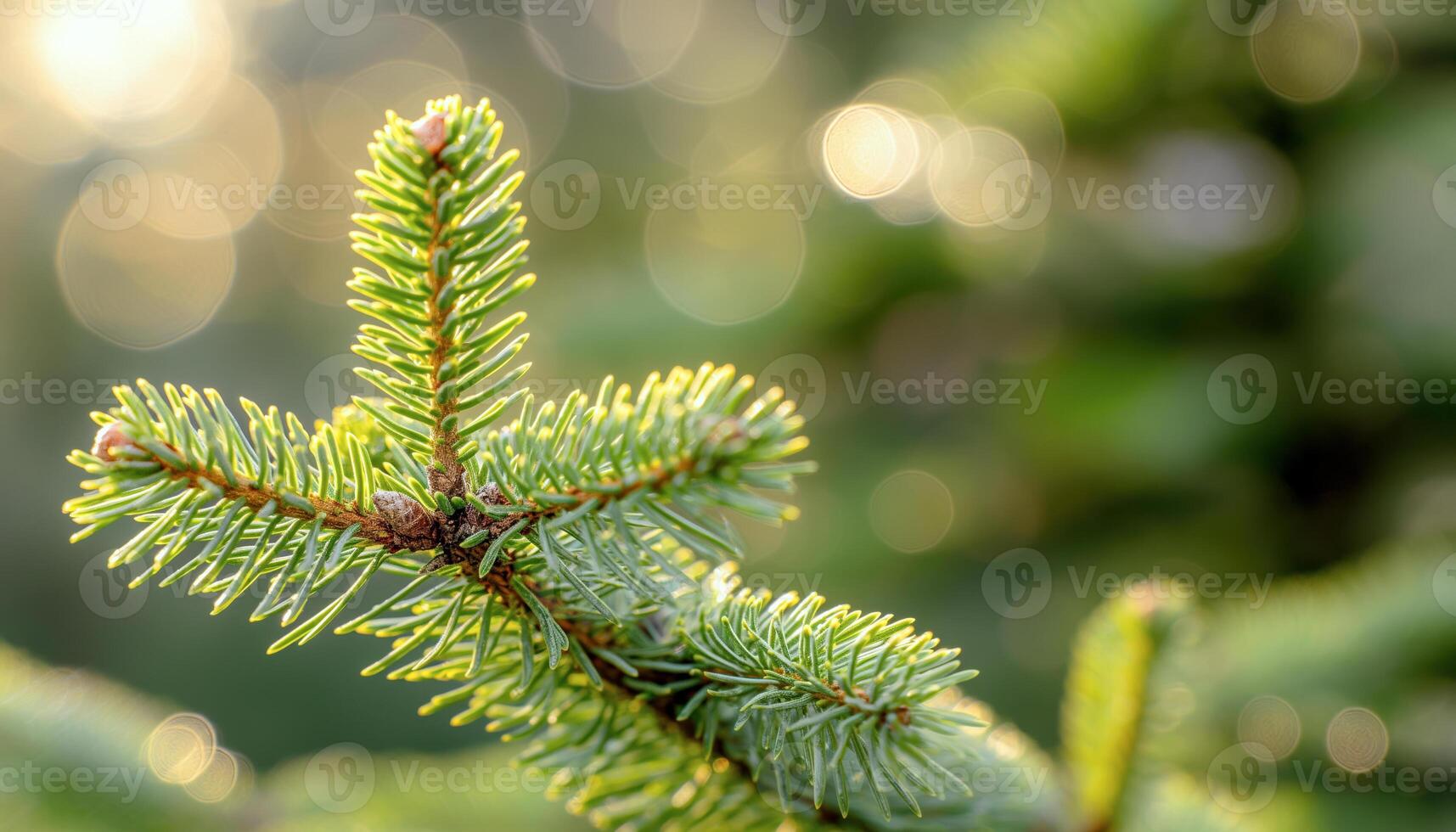 A Close-Up of a Pine Tree Branch with Sunlit Bokeh photo