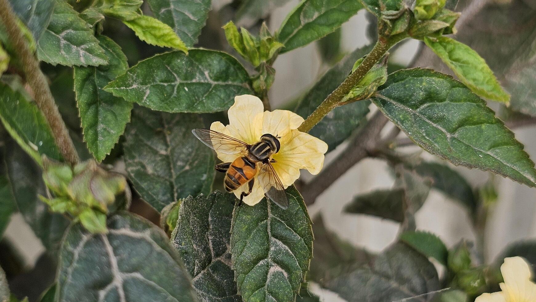 Hover fly, flower fly is on the flower photo