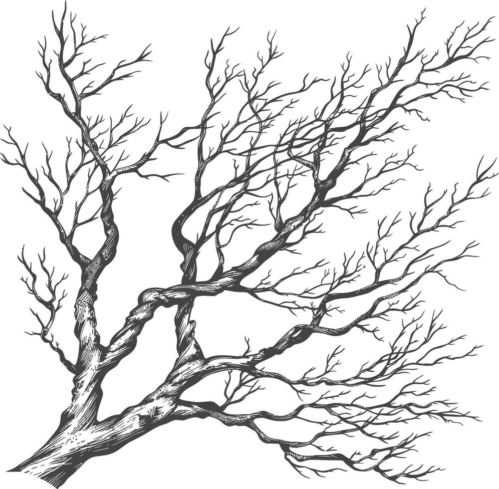 branches with engraving style black color only vector