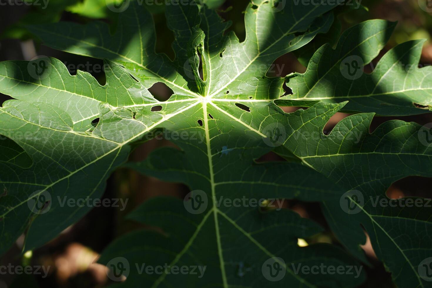 papaya leaf on tree in the garden, closeup of photo