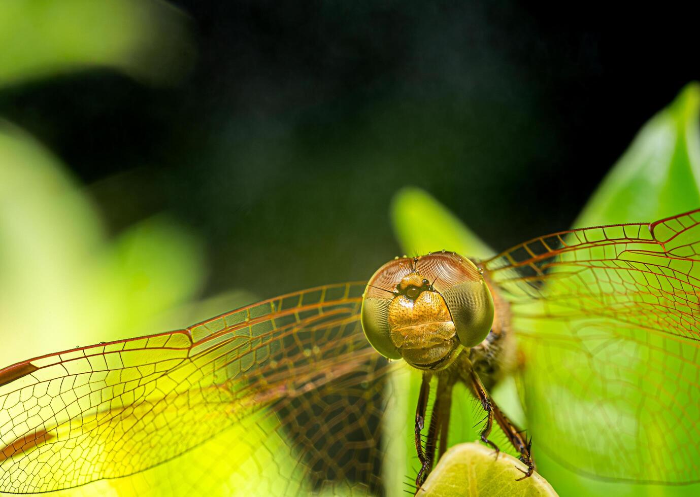 Close-up or macro photo of a dragonfly. Insect photo. Insect life in nature perched on a leaf. Dragonfly species. grid patterned eyes