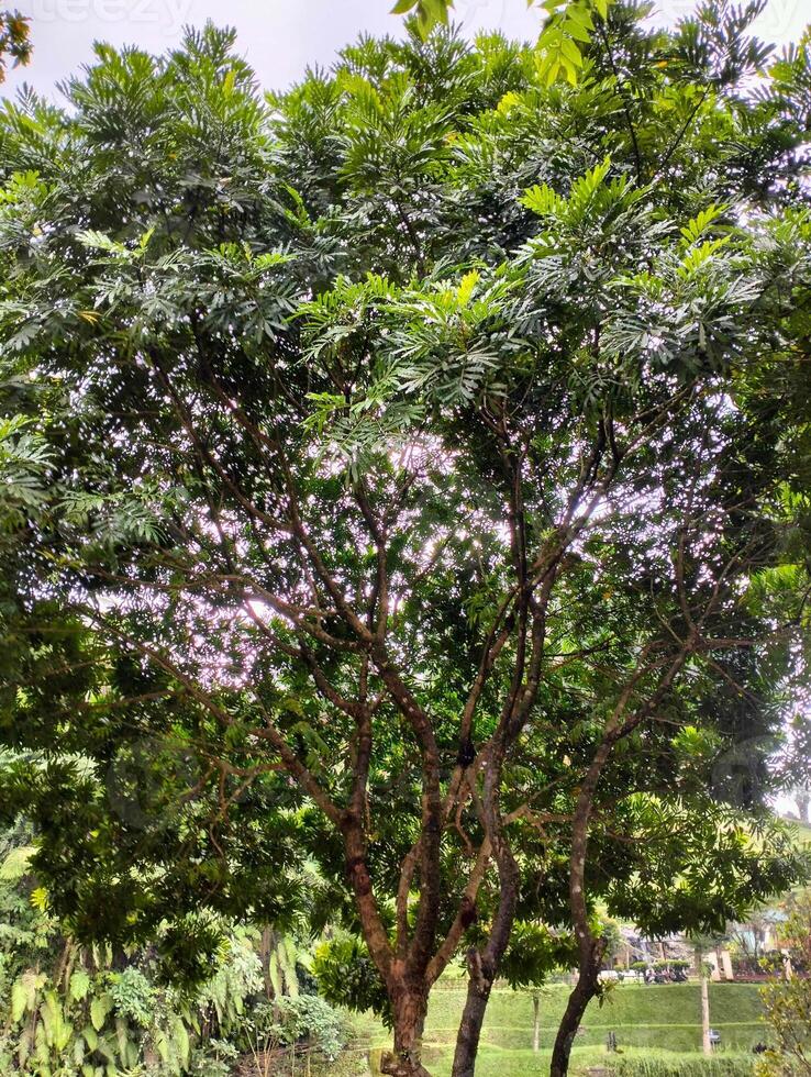 The atmosphere of the garden is filled with plants and trees photo