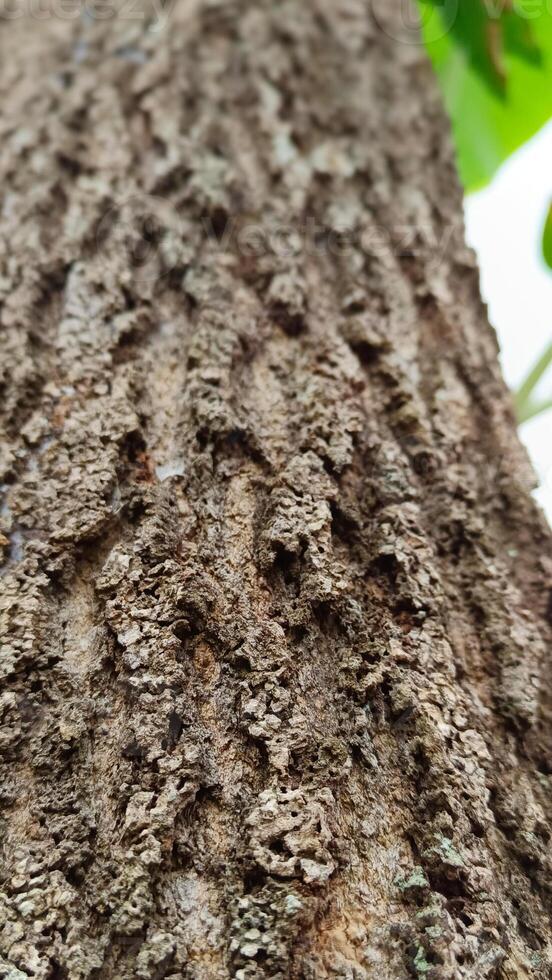 Brown old tree trunk texture photo