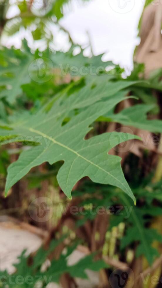Close up view of leaves in sunlight photo