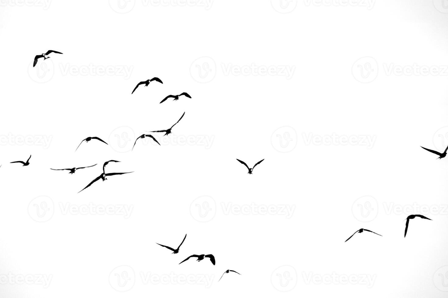 Flock of Birds Silhouetted Against a White Sky in Flight Capturing the Essence of Freedom and Movement photo