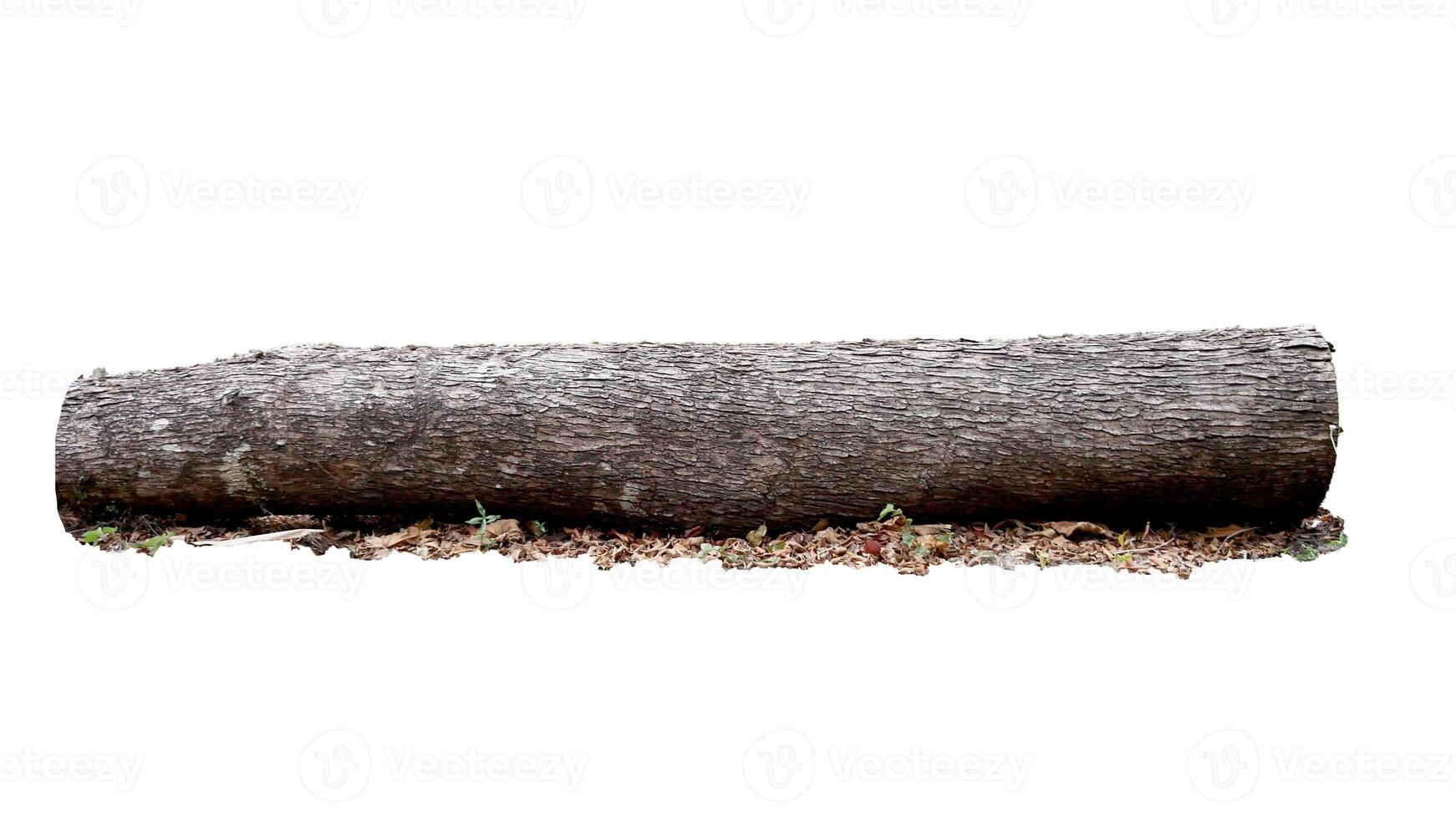 Large Fallen Tree Log Isolated on White Background with Leaves and Debris photo