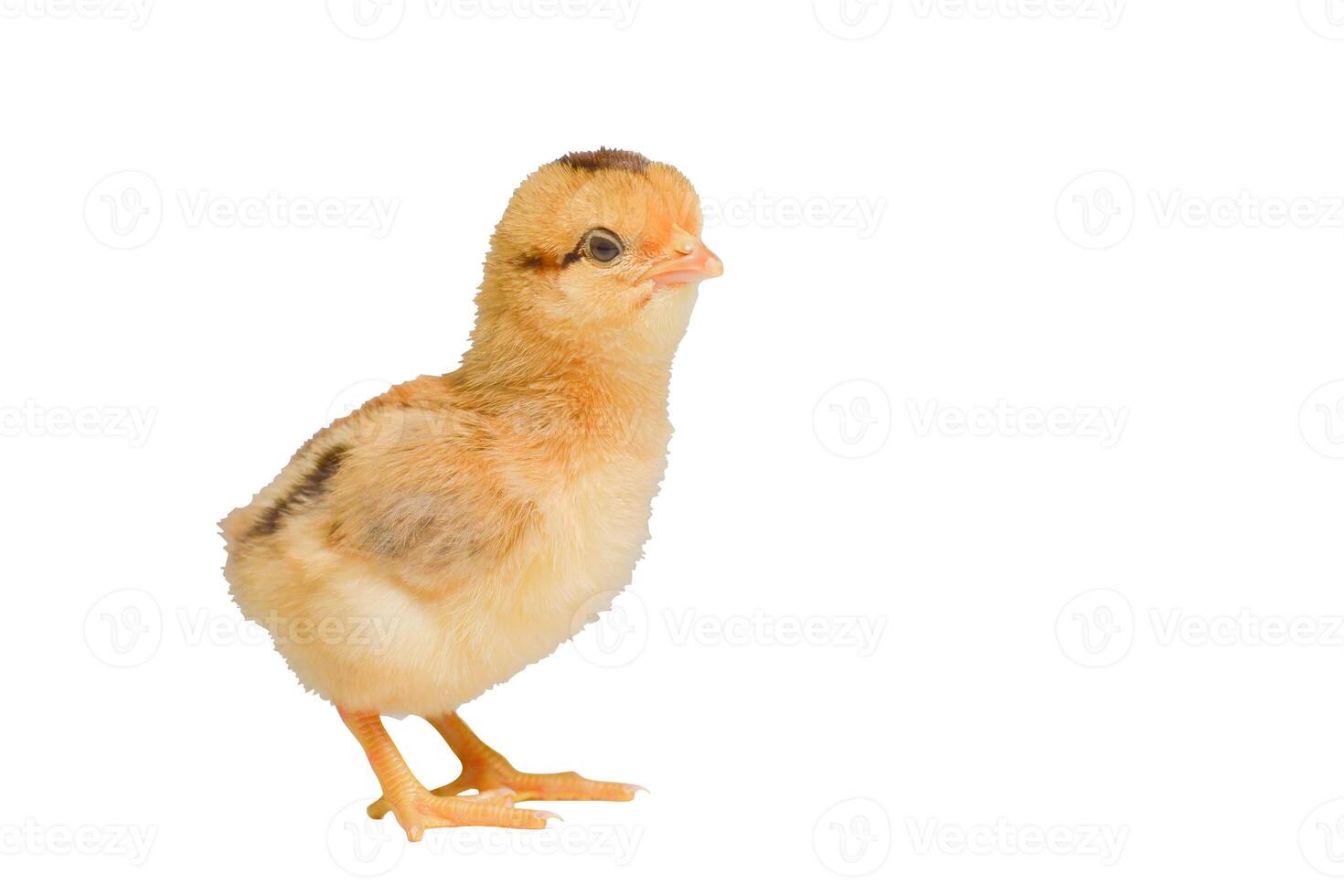 Adorable Baby Chick Standing on White Background - Close-Up of Fluffy Yellow Chick photo