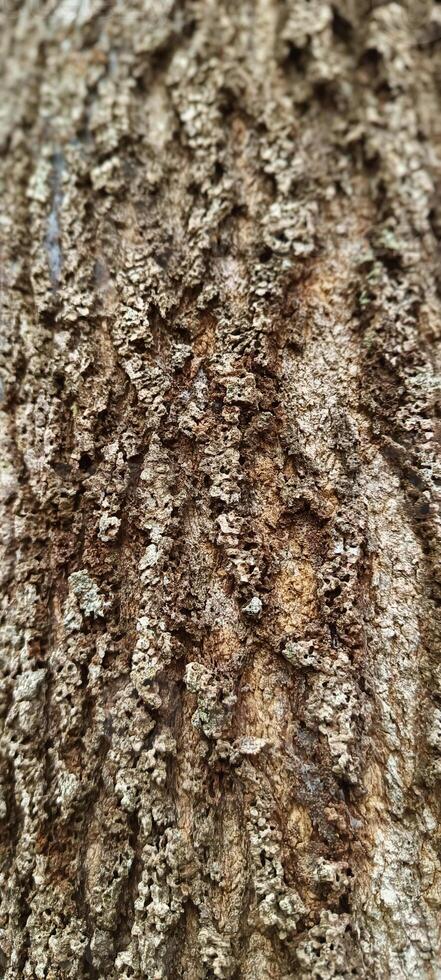 Brown old tree trunk texture photo