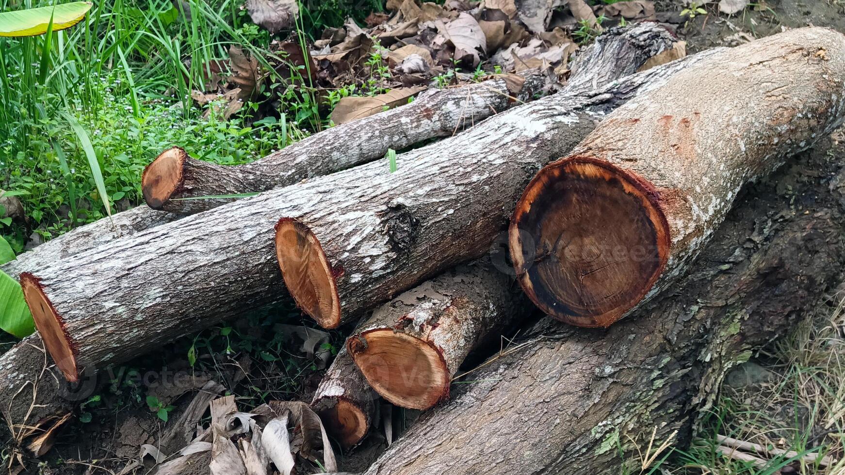 Pile of cut tree trunks photo