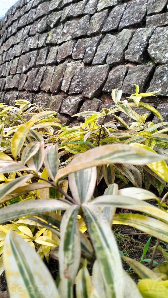 The atmosphere of the garden is filled with plants and trees photo