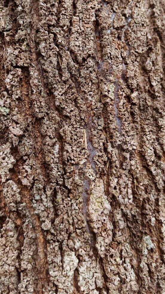 Brown old tree trunk texture photo